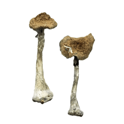Buy A+ Magic Mushrooms